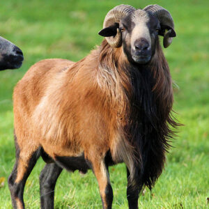Mouton à vendre