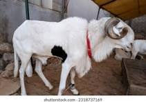 Vente de mouton